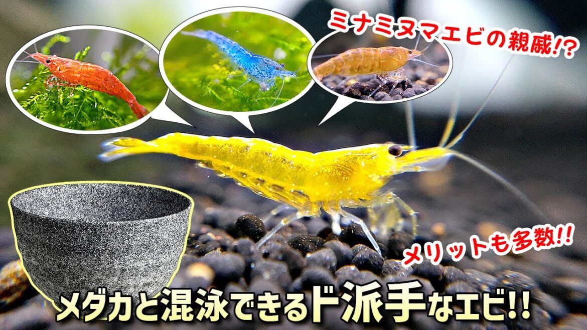 【屋外ビオトープor室内水槽】メダカと混泳可能でミナミヌマエビと良く似たド派手な小エビ｜初心者でも飼育が超簡単で導入するメリットも多数あり！