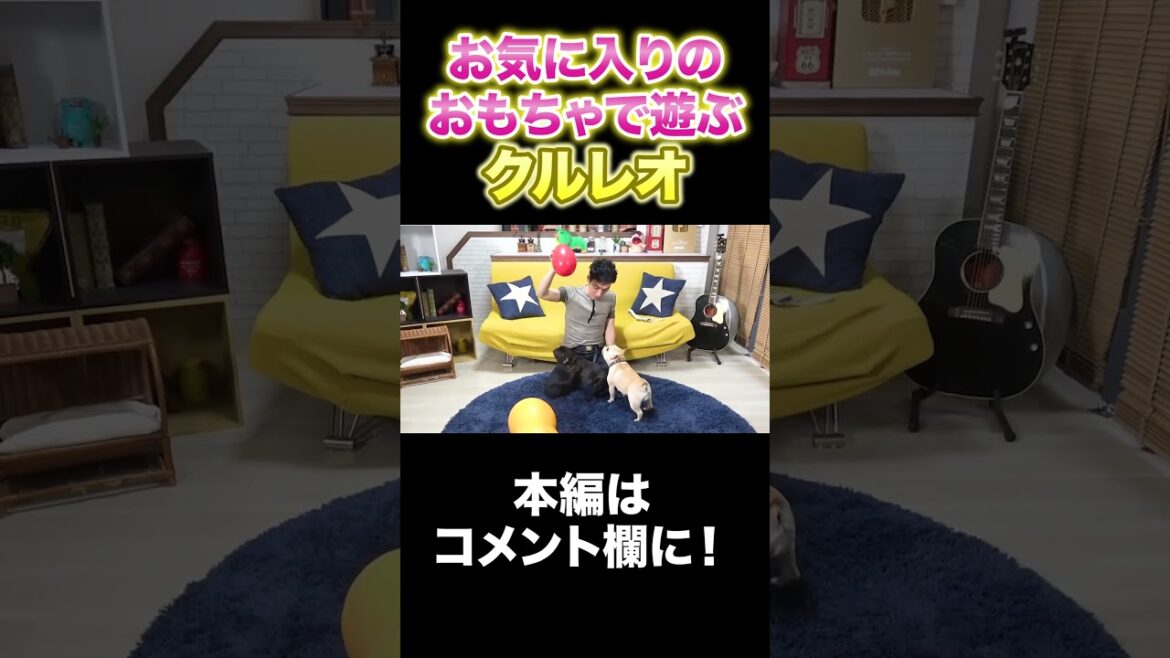 おもちゃに大興奮！？のクルミとレオン！ #Shorts #草彅剛 #フレブル