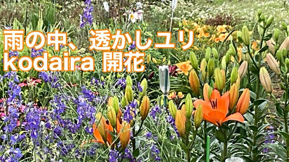 まるおの母　まるこの宿根草と低木の庭　2023  06 16 またタップリ雨が降った庭。LAユリkodaira とクーリアが咲きました。kodaira は小平奈緒選手を称え、オランダ王国大使が命名。