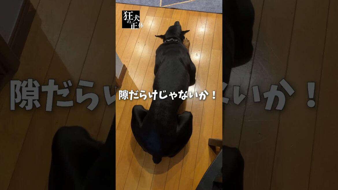 ドーベルマンの背後を襲おうとしたママだが・・・