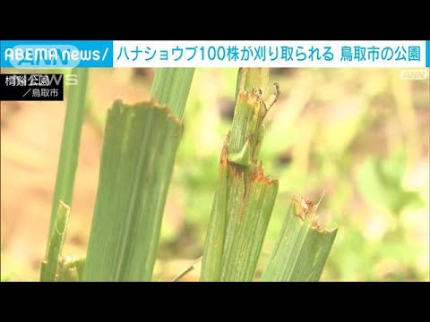 ハナショウブ100株が刈り取られる 鳥取市の公園(2023年6月2日) ハナショウブ100株が刈り取られる 鳥取市の公園(2023年6月2日)