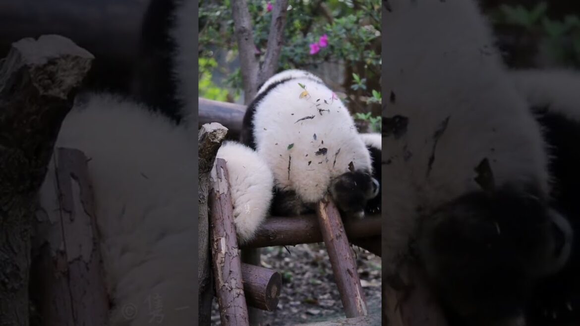 パンダ 和花 は小さな友達 庆重阳 と遊んでいます 【Panda HE HUA】