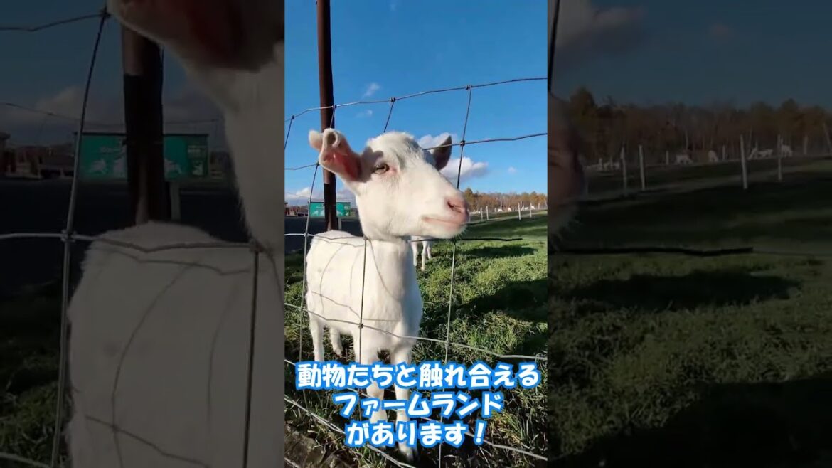中札内村にある花畑牧場に行ってみた！