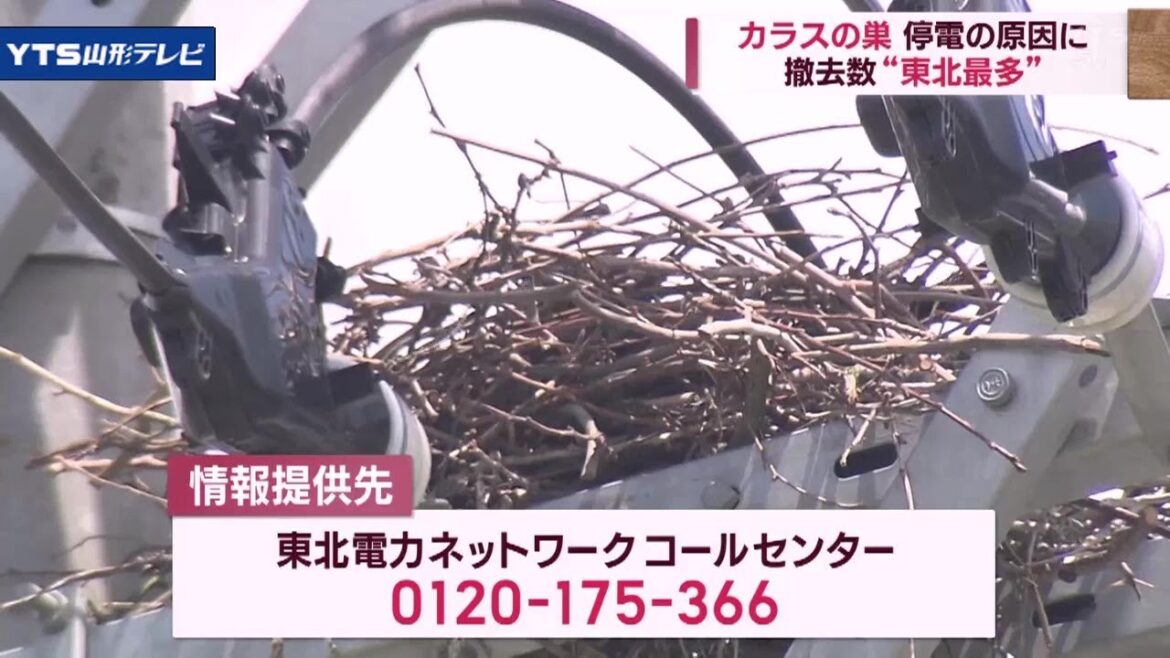 停電の原因となるカラスの巣を撤去 東北電力