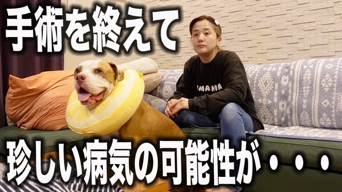 動物好きの多くの方に見てもらいたい。