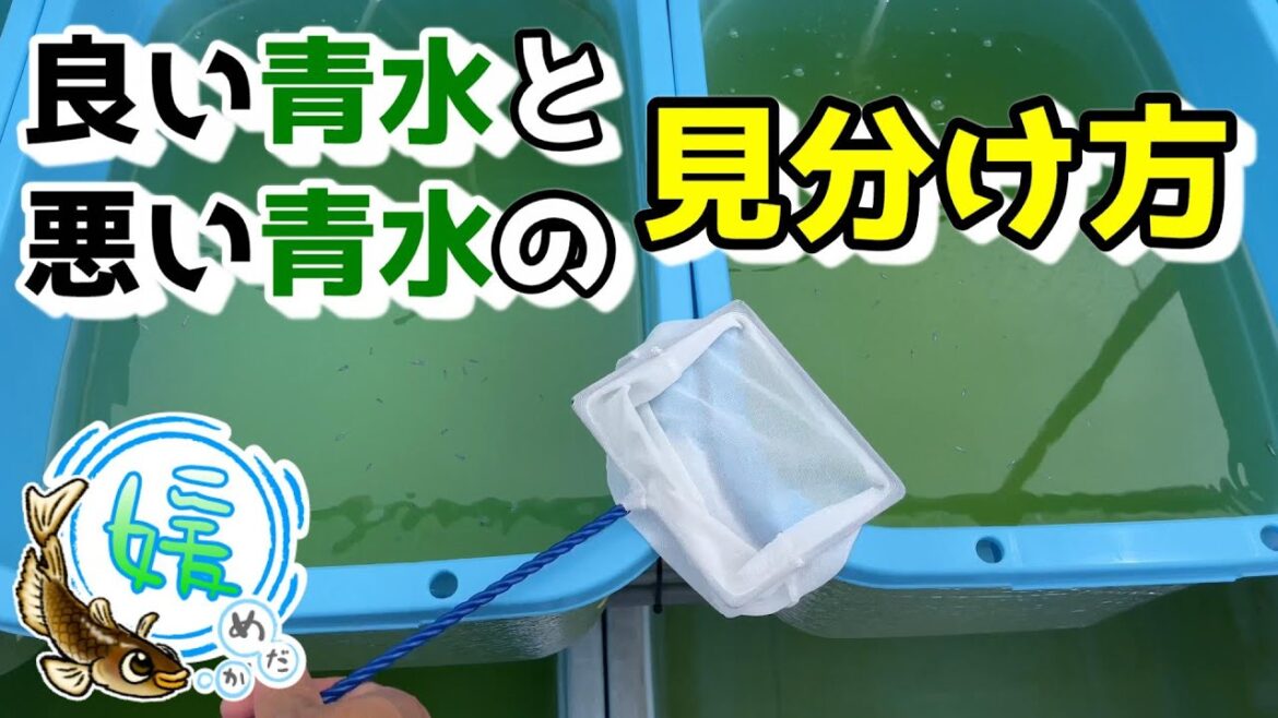 良い青水と悪い青水を簡単に見分ける方法～そのグリーンウォーター良い？悪い？～【媛めだか】