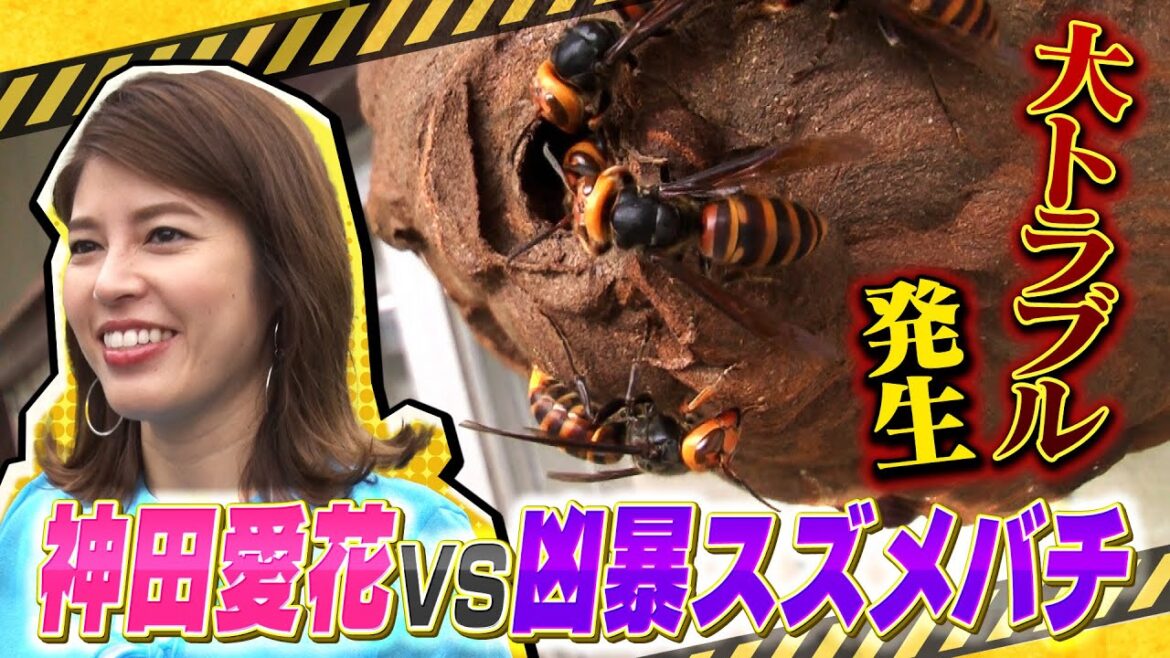 フリーアナウンサー・神田愛花がハチ駆除に初挑戦！！「迷惑生物から住民を守れ！凄腕！危険生物バスターズ２」#神田愛花 #危険生物 #スズメバチ #駆除 #テレビ東京