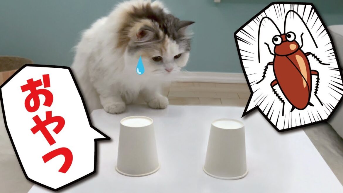 【閲覧注意】猫がオヤツとオモチャのGが入ってる紙コップ当てゲームをしてみた結果…！【関西弁でしゃべる猫】