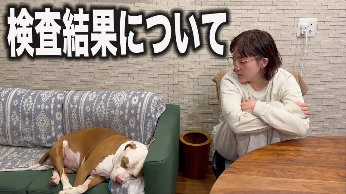 愛犬ケヴィンの検査結果について 愛犬ケヴィンの検査結果について