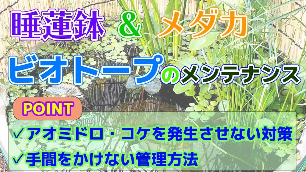 【アオミドロ・藻・コケ対策】睡蓮・メダカのビオトープのメンテナンス方法。簡単メンテナンス方法＜初心者・簡単・おしゃれ＞