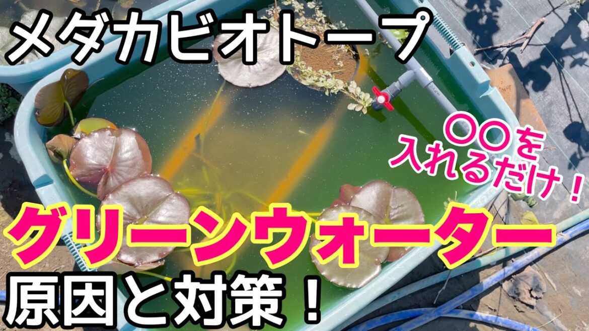 メダカビオトープの水を綺麗に保つ方法！グリーンウォーターを解決！○○を入れるだけ！メダカ睡蓮ビオトープ