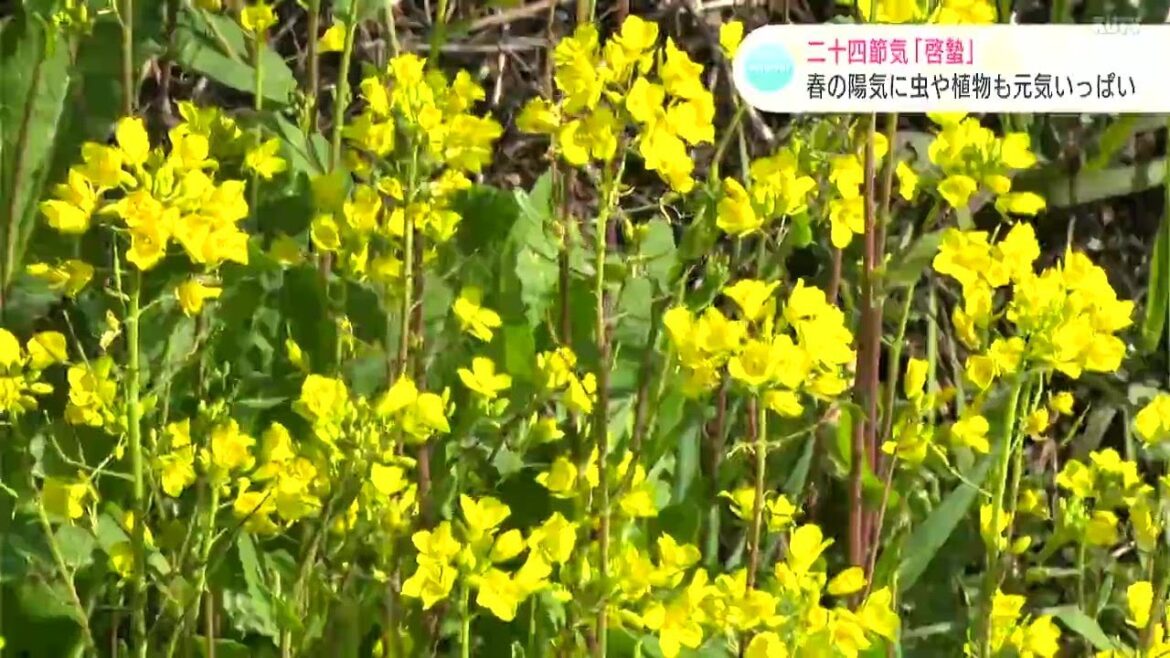 二十四節気「啓蟄」　春の陽気に虫や植物も元気いっぱい　 高知県四万十市