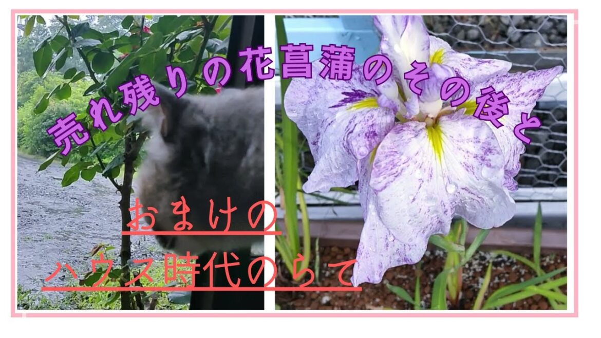 売れ残りの花菖蒲のその後とおまけのハウスの頃のらて