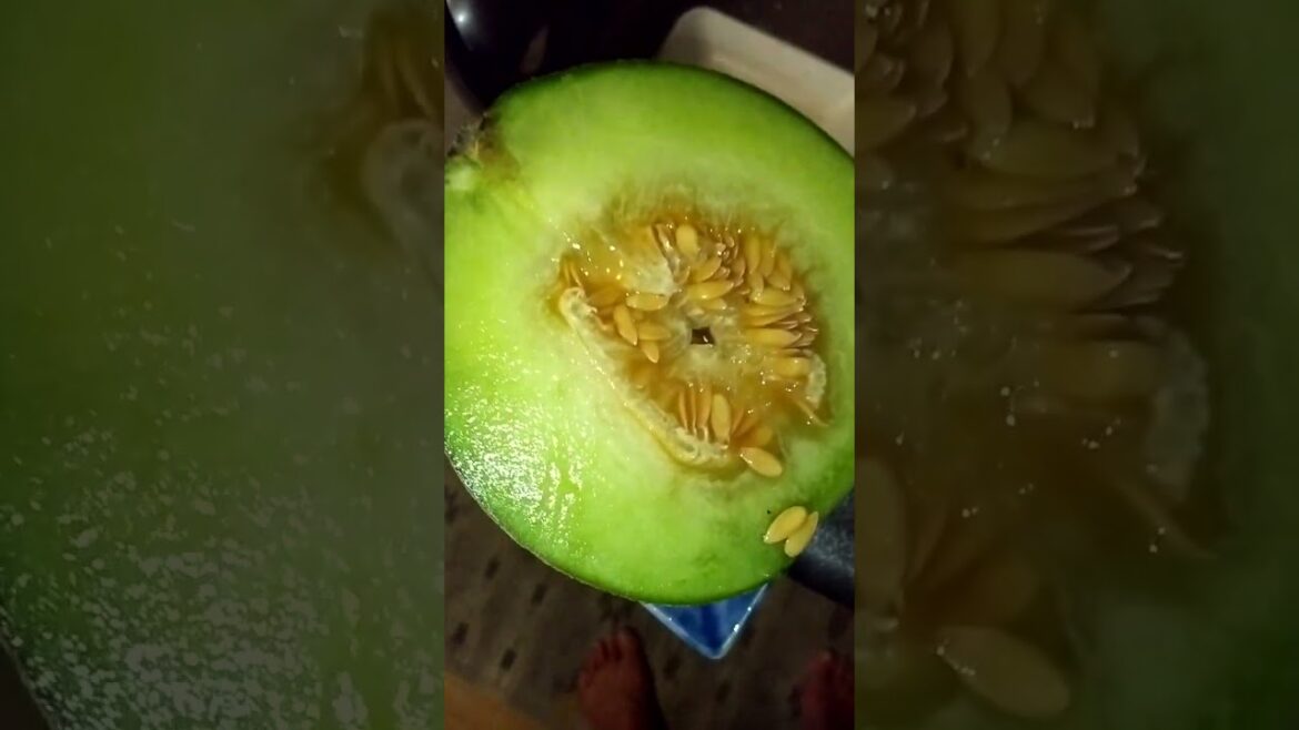 完熟メロン 高見メロン 茨城県 sweet melon