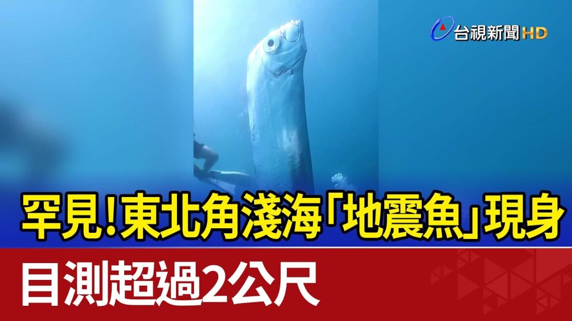 罕見！東北角淺海「地震魚」現身 目測超過2公尺