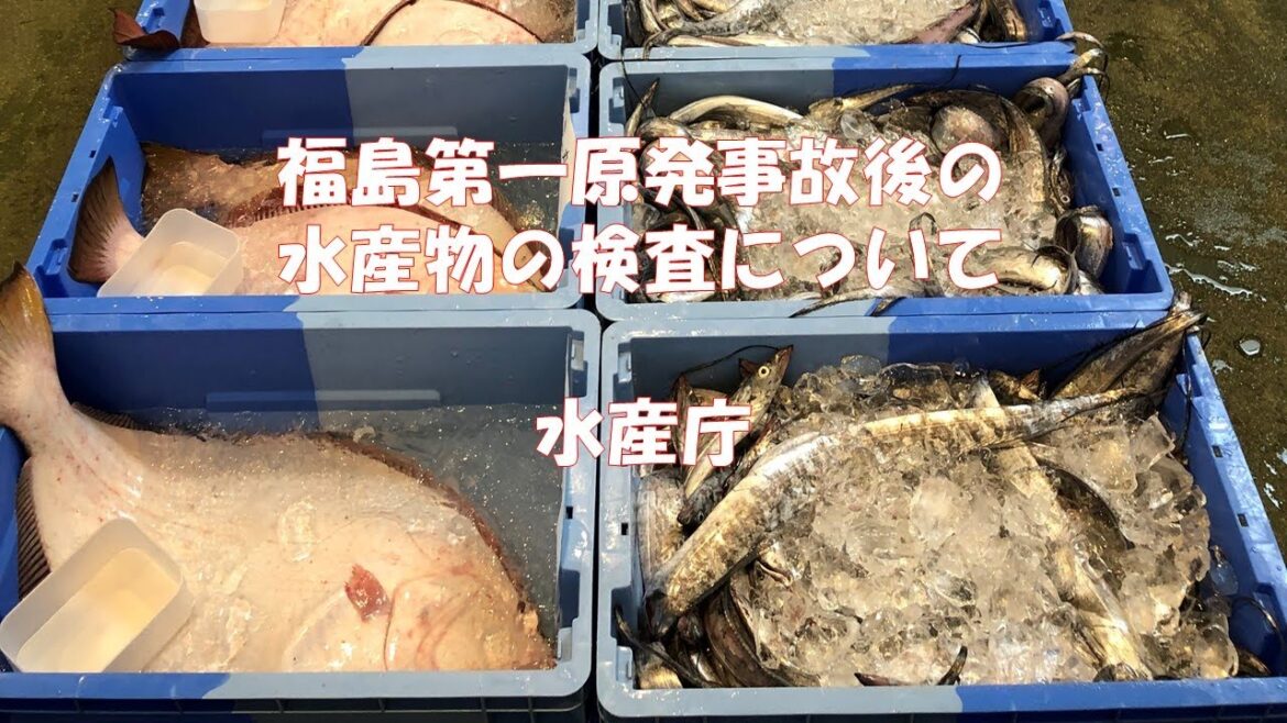 福島第一原発事故後の水産物の検査について