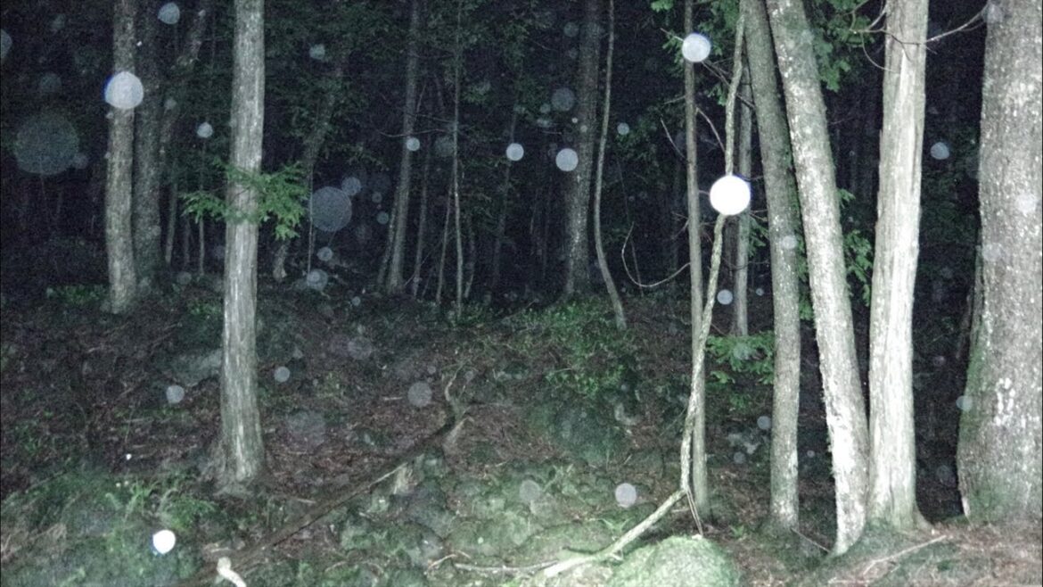 【心霊】道志村女児失踪事件…小倉美咲ちゃん【ライブ配信】 【心霊】道志村女児失踪事件…小倉美咲ちゃん【ライブ配信】