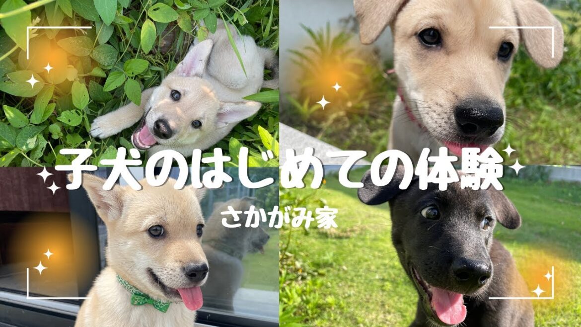 【子犬】はじめての物を見た反応が可愛すぎた