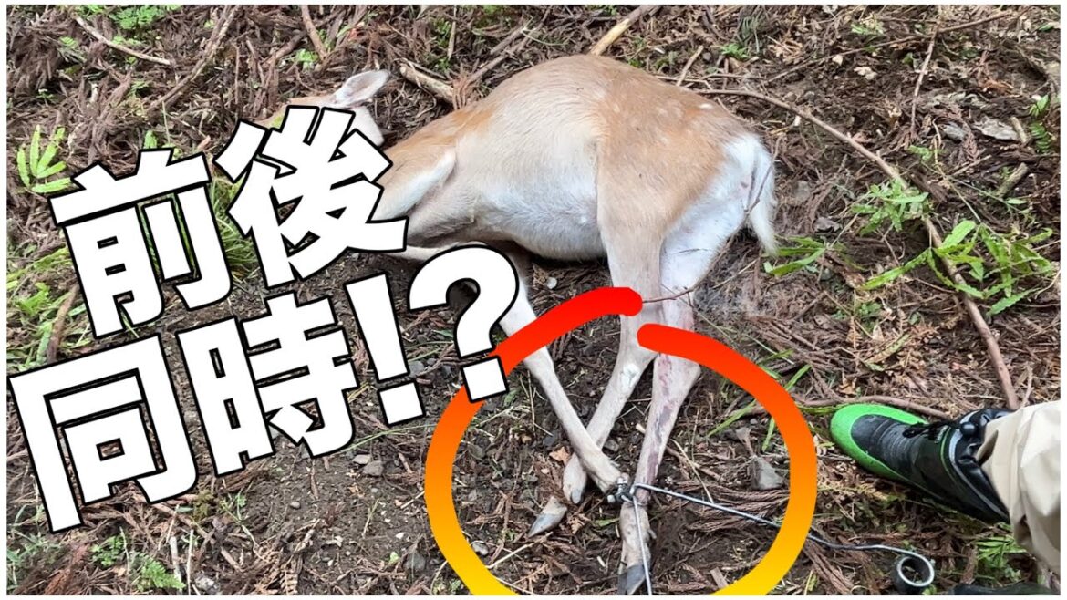 すごく変な掛かり方しました！【狩猟 くくり罠 自給自足 田舎暮らし イノシシ エゾシカ アライグマ ヌートリア アナグマ ニホンジカ ゴールデンカムイ サバイバル hunter ハンティング】
