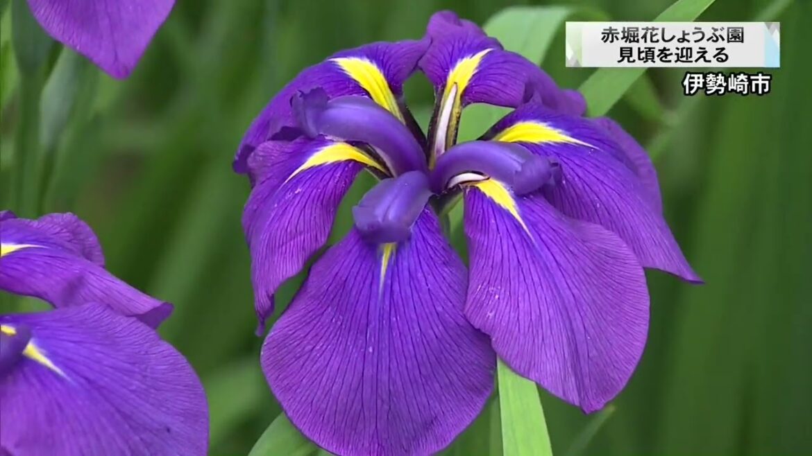 白や黄色・紫など　２万５０００株のハナショウブが見頃　群馬・伊勢崎市(23/06/05)