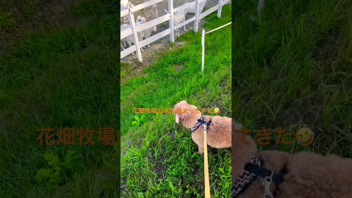 花畑牧場に行ってきたよー！
