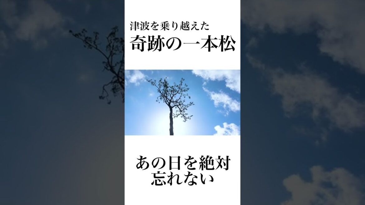 【わすれない】3.11東日本大震災の津波を耐え抜いた奇跡の一本松。#防災#Shorts#ガチャピン