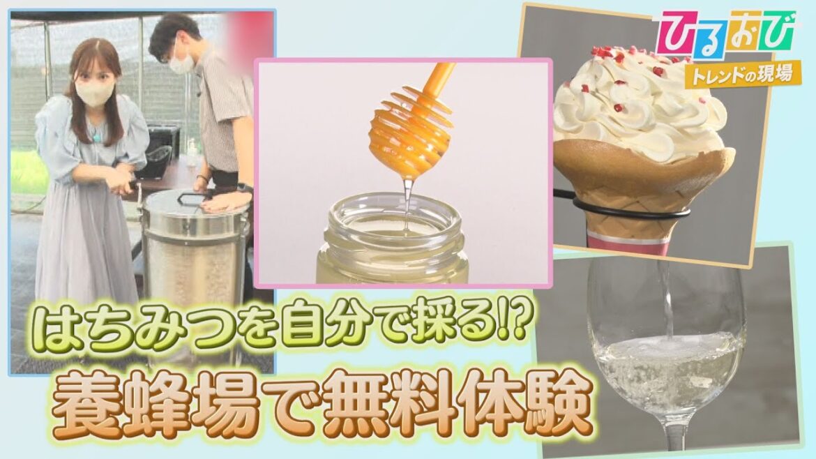 【ひるおび】夏休みの自由研究にもぴったり！無料で楽しめる養蜂場見学＆絶品はちみつ食べ比べ