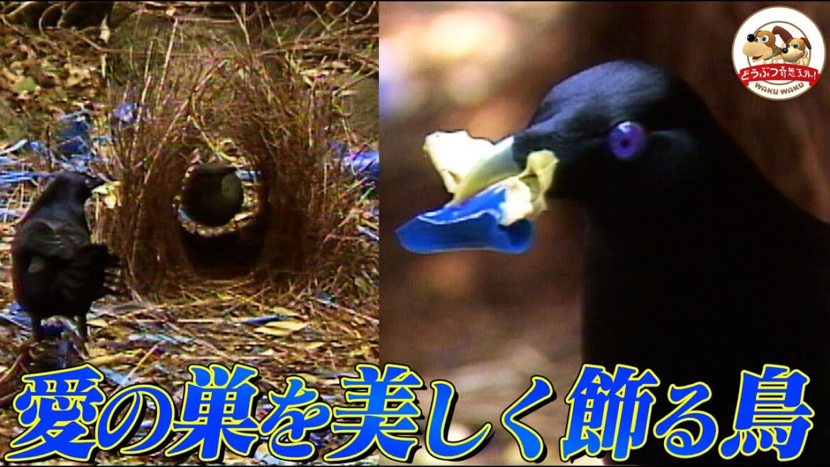 【準備万端】ベッドを青で飾り付けしてメスを待つ鳥「アオアズマヤドリ」！ダンスと七色の声で必死に求愛した結果、招かれざる客が…【どうぶつ奇想天外／WAKUWAKU】