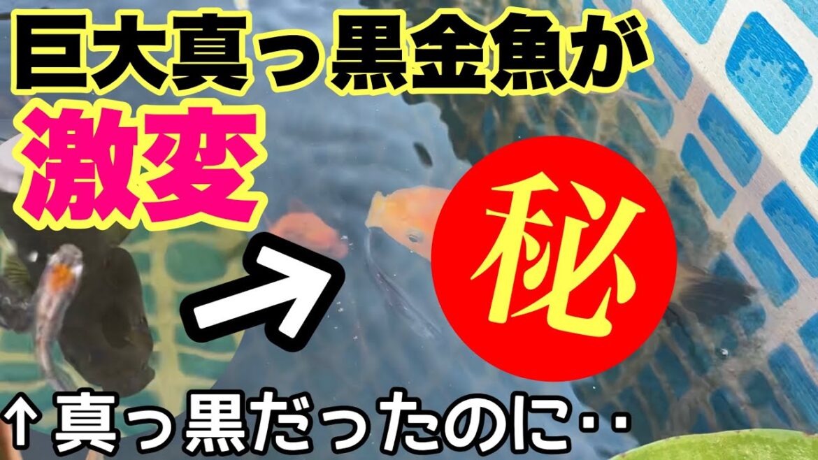 4.5ｍプールに金魚の稚魚入れて2ヶ月経ったら激変！黒が〇色に変化！メダカ睡蓮ビオトープ