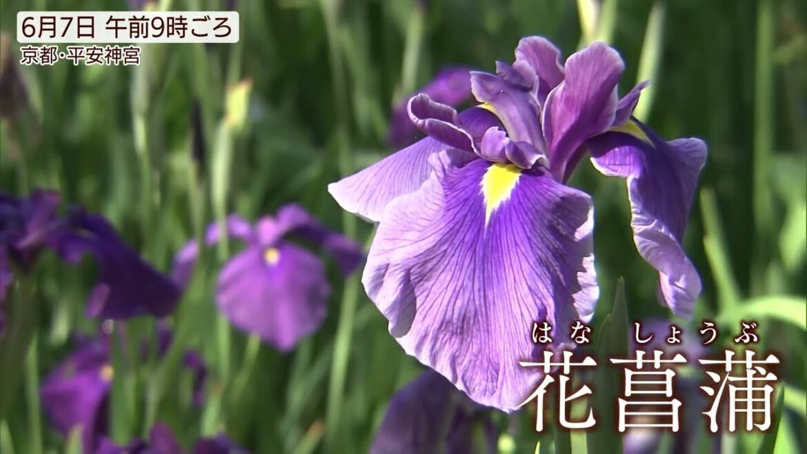 「花しょうぶ」と「すいれん」が厳かに共演　京都・平安神宮の神苑