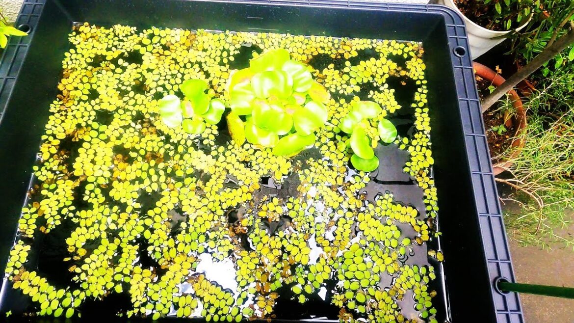 【サファイアメダカ餌やり】【魚、ビオトープ？？、飼育】