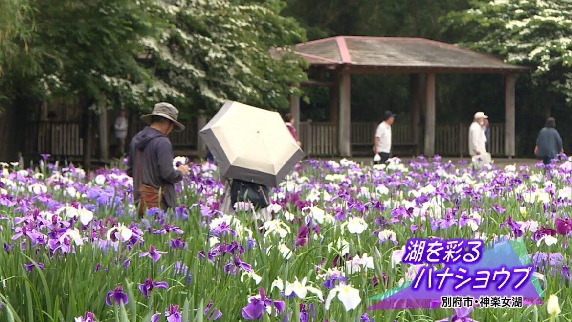 【大分】ハナショウブが見ごろ