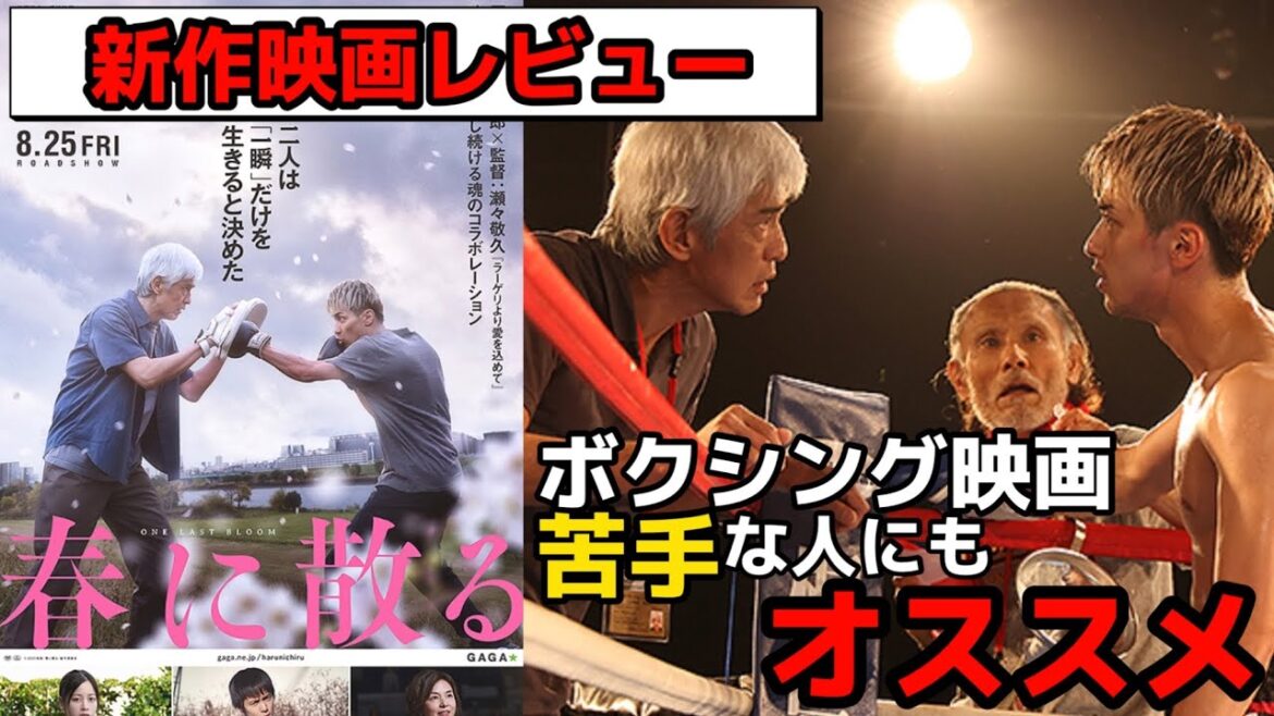 【春に散る】最新作映画レビュー エンタメ作品に仕上がったボクシング映画もなかなか良かった オススメポイントから苦言まで