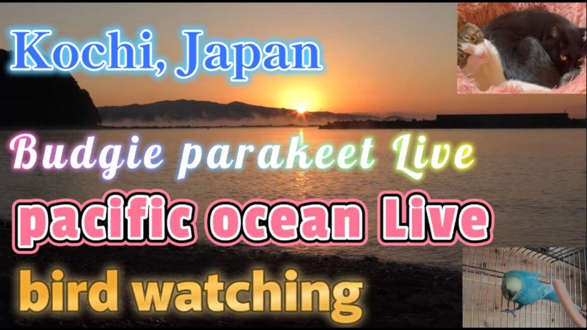 【残暑】熱帯低気圧接近中　太平洋ライブカメラ＆猫＆インコ🐦波の音🌊　野鳥観察【土佐】