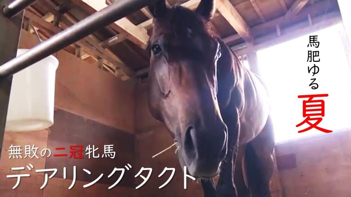 【無敗の二冠牝馬デアリングタクトの夏休み2020】馬肥ゆる“夏”！牧場スタッフも驚く成長ぶり《Daring Tact in the summer vacation》