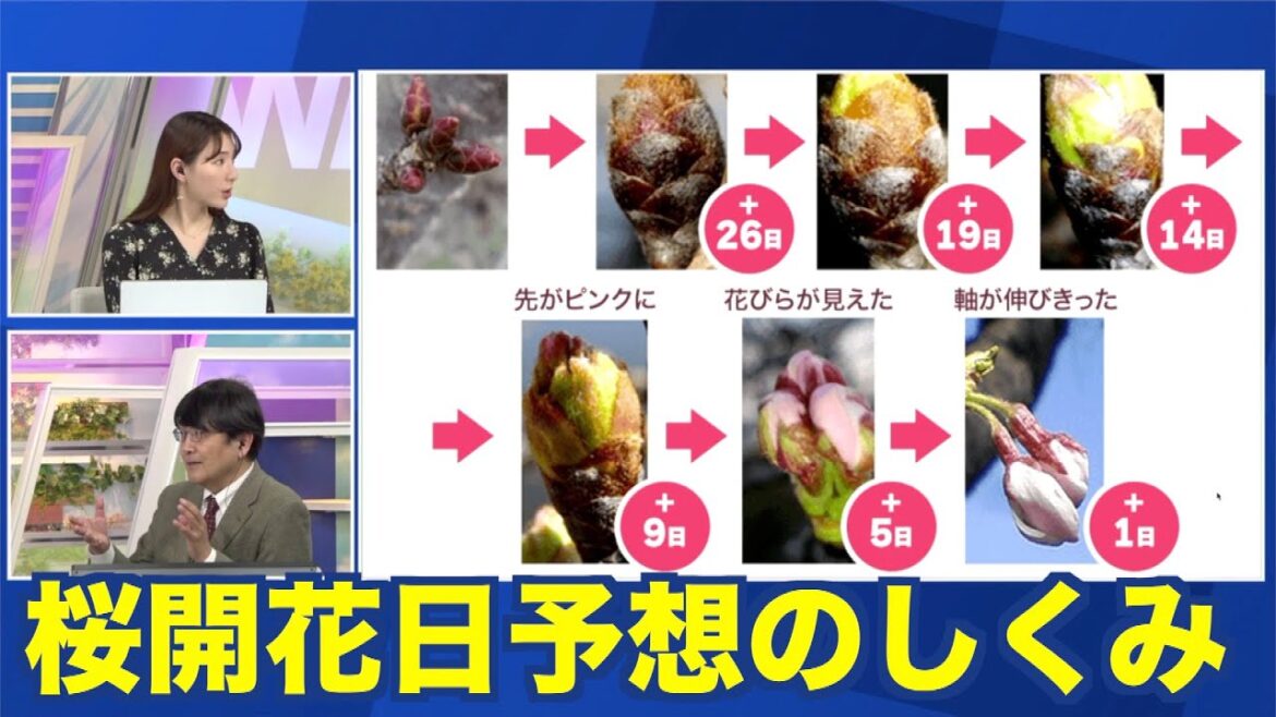 【解説・桜開花予想】桜のつぼみ報告が予報精度に貢献！気温を考慮して開花日を予想