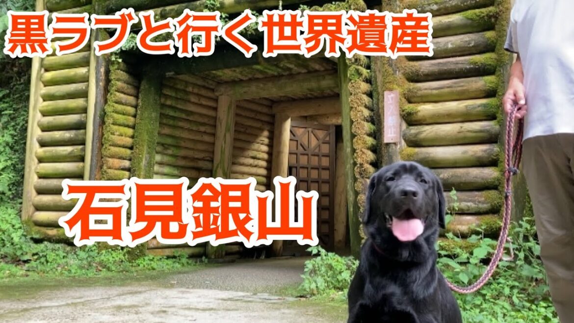 【黒ラブ】犬と行ける世界遺産　石見銀山に行って来ました