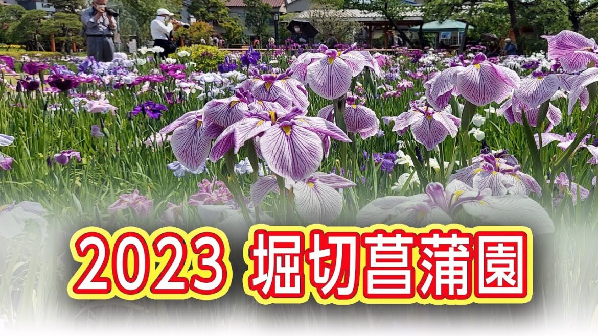 【2023 堀切菖蒲園】は花菖蒲（ハナショウブ）の名所で知られ　約200種　6000株が咲き誇る