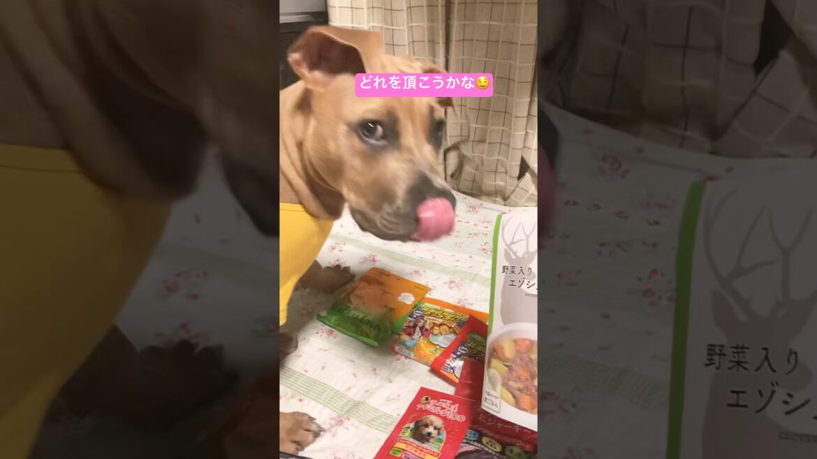 お土産で頂いた花畑牧場の蝦夷鹿肉の極上ジャーキーを食べて大喜びのpocky君 #puppy #ピットブル #baby #pitbull #relaxing #平和 #いびき #american