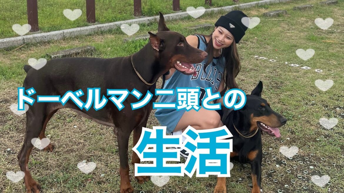 ドーベルマン多頭飼いの日常🤎🖤