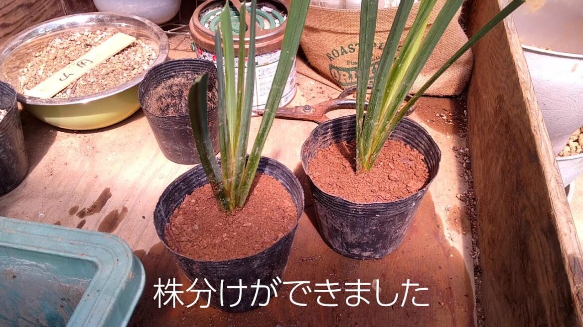 ハナショウブ株分け