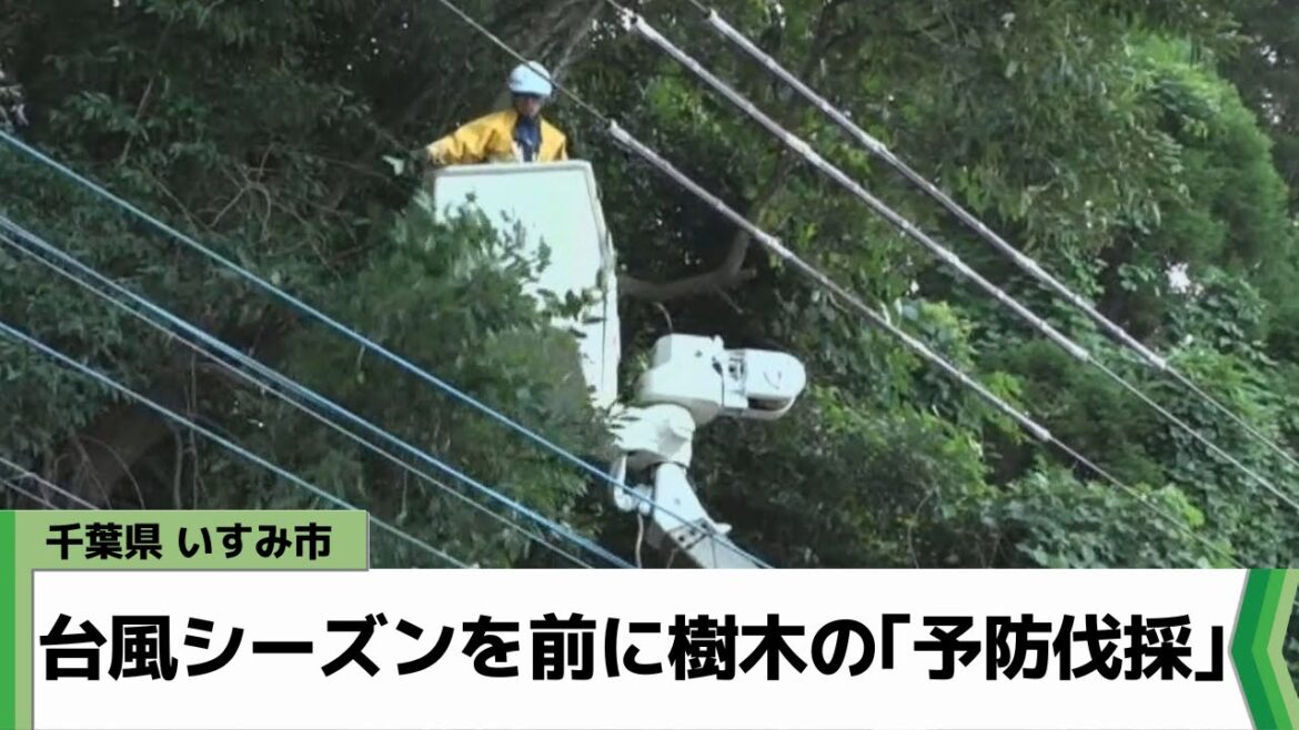 台風シーズンを前に千葉・いすみ市で樹木の予防伐採　倒木による停電被害を防ぐ（2023.08.30放送）