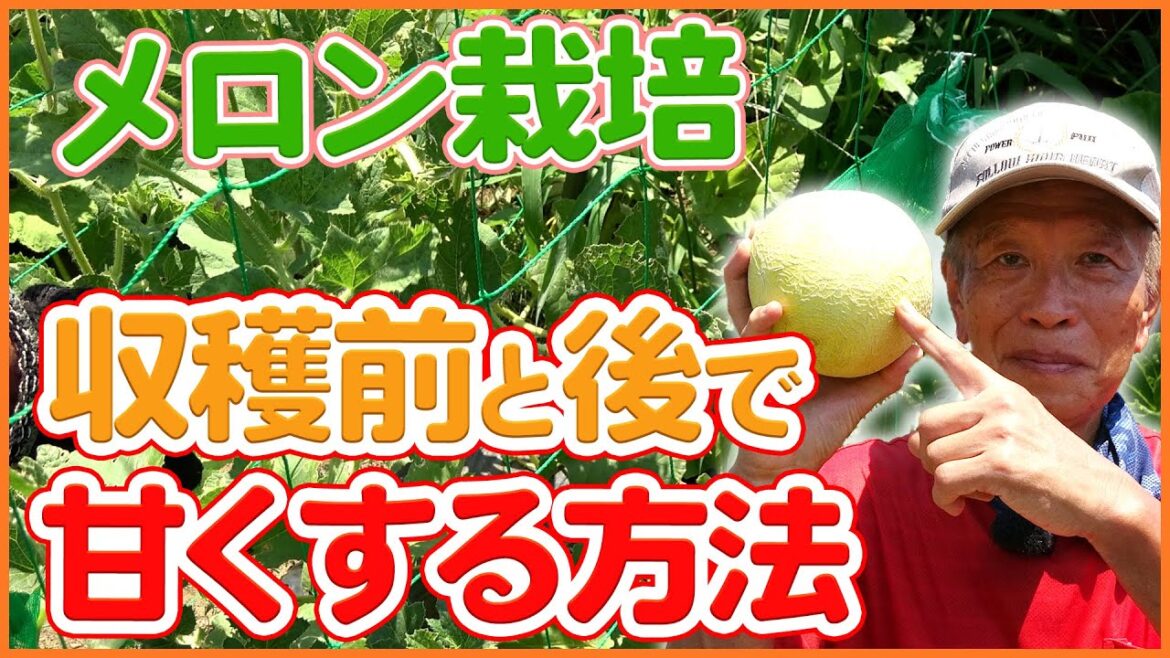 家庭菜園や農園のメロン栽培(ころたん)で収穫直前と直後に糖度を上げるコツ！自宅での保管方法まで徹底解説！/Tips for sweetening fruits in melon cultivation