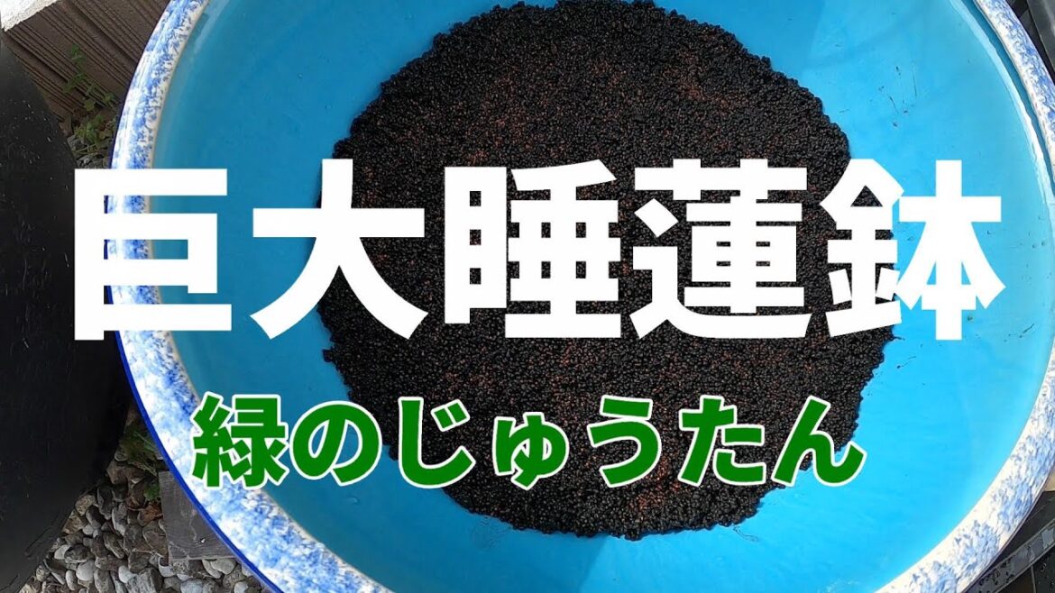 巨大睡蓮鉢に緑のじゅうたん化計画