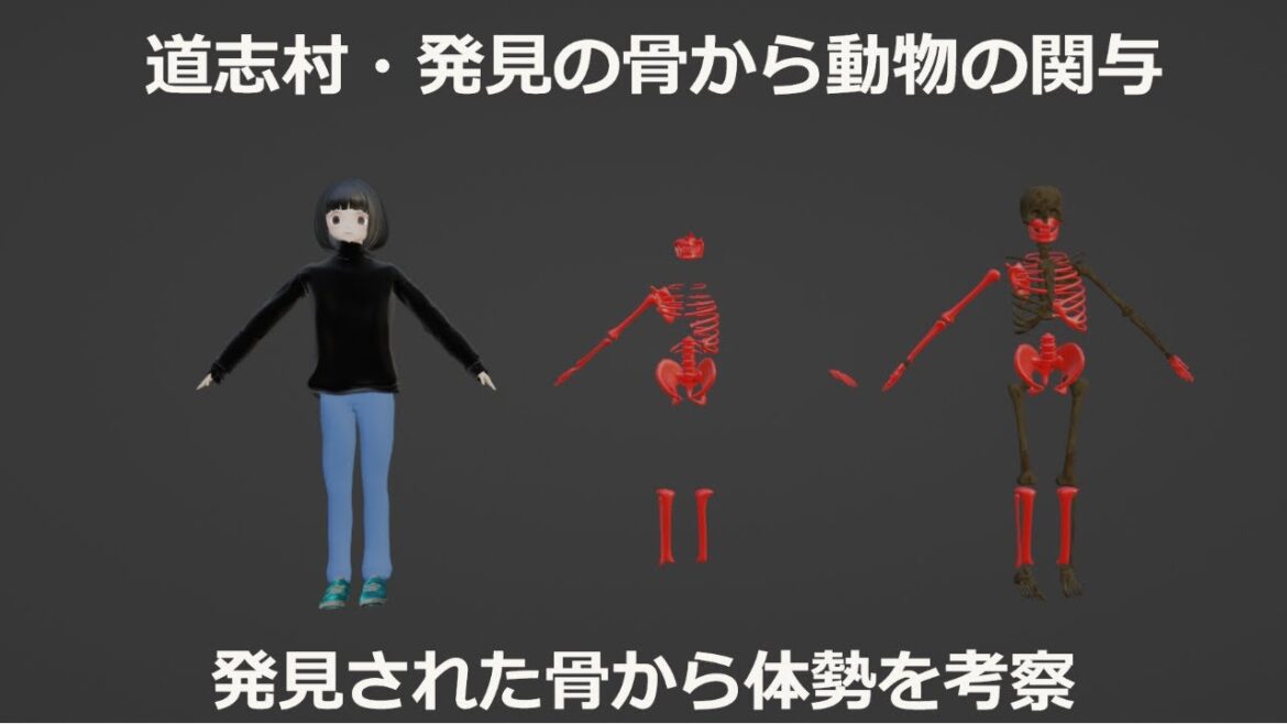 道志村から発見された骨の状態や場所から体勢・動物の関与考察