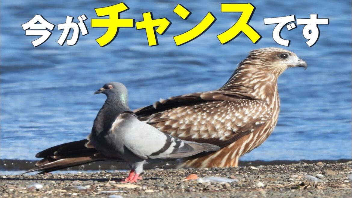 【野鳥の羽根探し】アオサギの風切羽がカッコ良すぎた！Vlog49