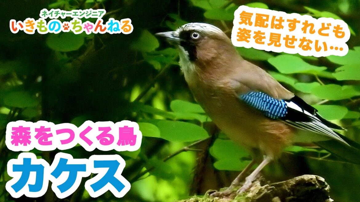 カケス　羽の青い模様が美しい！森を作る鳥