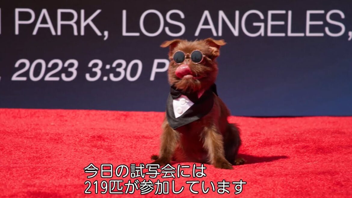 映画上映会に可愛すぎるワンちゃんたちが大集合！219匹の“マイティ”たちがギネス記録「映画上映会に最も多くの犬が参加した記録」更新へ挑む　映画『パウ・パトロール ザ・マイティ・ムービー』特別映像