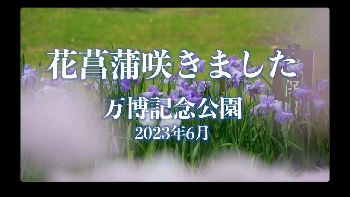 花菖蒲が見頃になりました「万博記念公園」花しょうぶ田2023年6月
