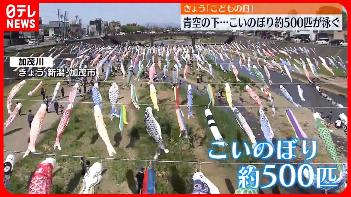 【こどもの日】青空の下…こいのぼり約500匹が泳ぐ  新潟・加茂市
